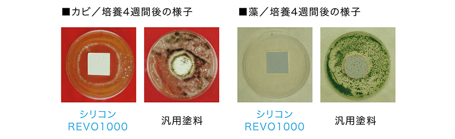 カビ/培養4週間後の様子　藻/培養四週間後の様子